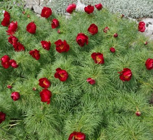 paeonia tenuifolia DSC03402