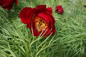 paeonia tenuifolia DSC03403