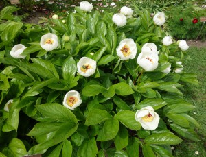 paeonia wittmanniana DSC03451