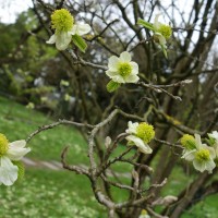 Parrotie de Jacquemont