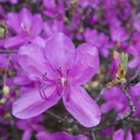 Rhododendron reticulatum C.Don.