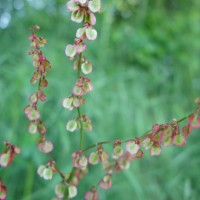 Grande oseille, Oseille des prés