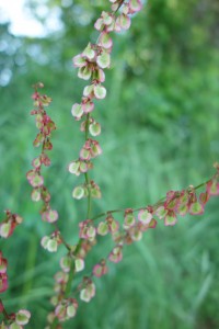 rumex acetosa DSC03695