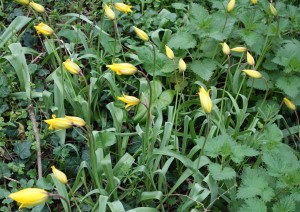 tulipa sylvestris DSC02990