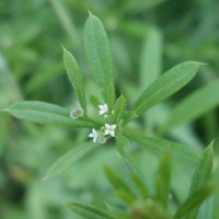 Gaillet gratteron, Herbe collante, Prend-main