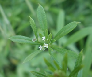 galium aparine DSC03808