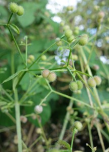 galium aparine DSC04221