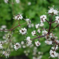 Sanicle d’Europe, Herbe de St. Laurent