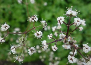 sanicula europaea DSC08231