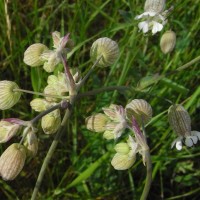 Silène enflé, Pétarde, Claquet