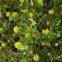 Trèfle douteux, Petit trèfle jaune