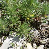 Bugle petit pin, Ive, Ivette