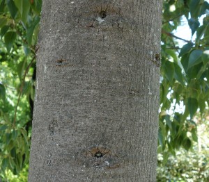 brachychiton populneus DSC04029