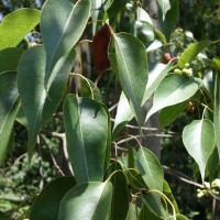 Brachychiton à feuilles de peuplier, Kurrajong
