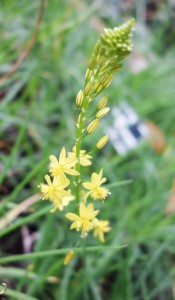 bulbine frutescens DSC03085