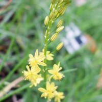 Bulbine jaune