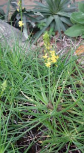 bulbine frutescens DSC03087