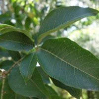 Sapote blanche du Mexique, Pommier du Mexique
