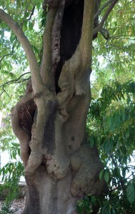 cocculus laurifolius DSC03949 (3)