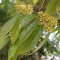 Cocculus à feuilles de laurier, Coquecule à feuilles de laurier