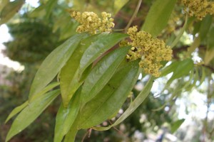 cocculus laurifolius DSC03949 (4)