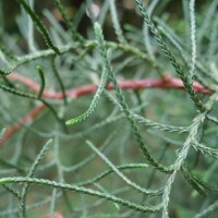 Cyprès funéraire, Cyprès pleureur de Chine