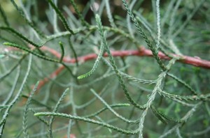 cupressus funebris DSC03990