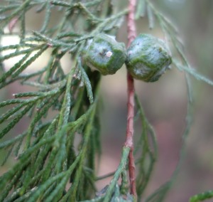 cupressus funebris DSC03995