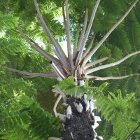 Fougère arborescente