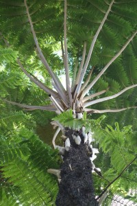 cyathea DSC03278