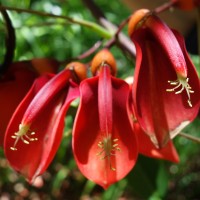 Erythrine corail,  Arbre de corail, Arbre aux larmes de bébé