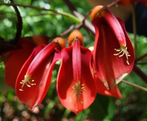 erythrina crus-galli DSC04047