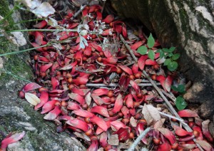 erythrina crus-galli DSC04051