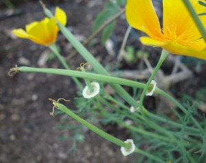 eschscholzia californica DSC04100