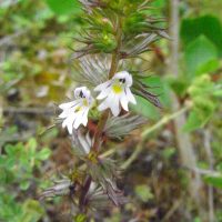 Euphrasie de Salbourg