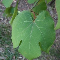 Arbre parasol de Chine, Sterculier de Firmian