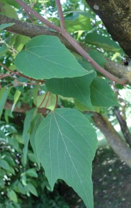 mallotus japonicus DSC03942