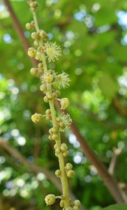 mallotus japonicus DSC03943