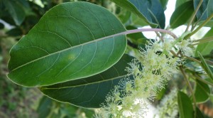 phytolacca dioica DSC03932