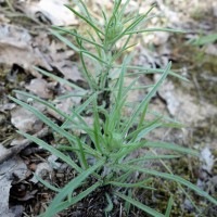 Plantain des sables, Herbe-aux-puces