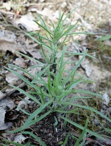 plantago arenaria DSC04262