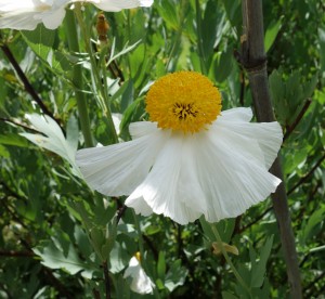 romneya coulteri DSC03954