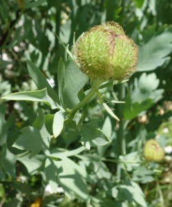 romneya coulteri DSC03956