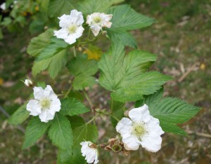 rubus trifidus DSC03051