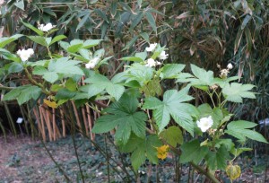 rubus trifidus DSC03052