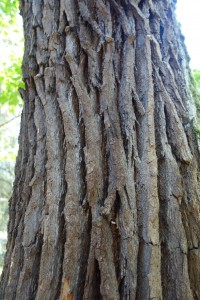 sapium sebiferum DSC04063