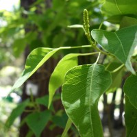 Arbre à cire chinois, Gluttier , Arbre à beurre
