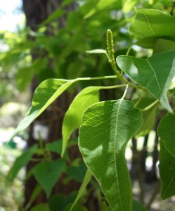 sapium sebiferum DSC04065