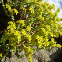 Orpin âcre, Poivre- de-muraille, Pain d’oiseau, Vermiculaire,  Sédum brûlant