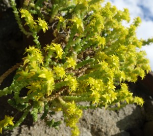 sedum acre